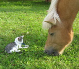 - Pferd und Katze